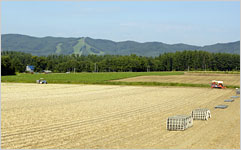 端端野町の広大なタマネギ畑