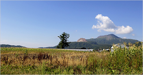 壮瞥町のトウモロコシ畑