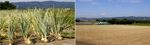 広大なタマネギ畑