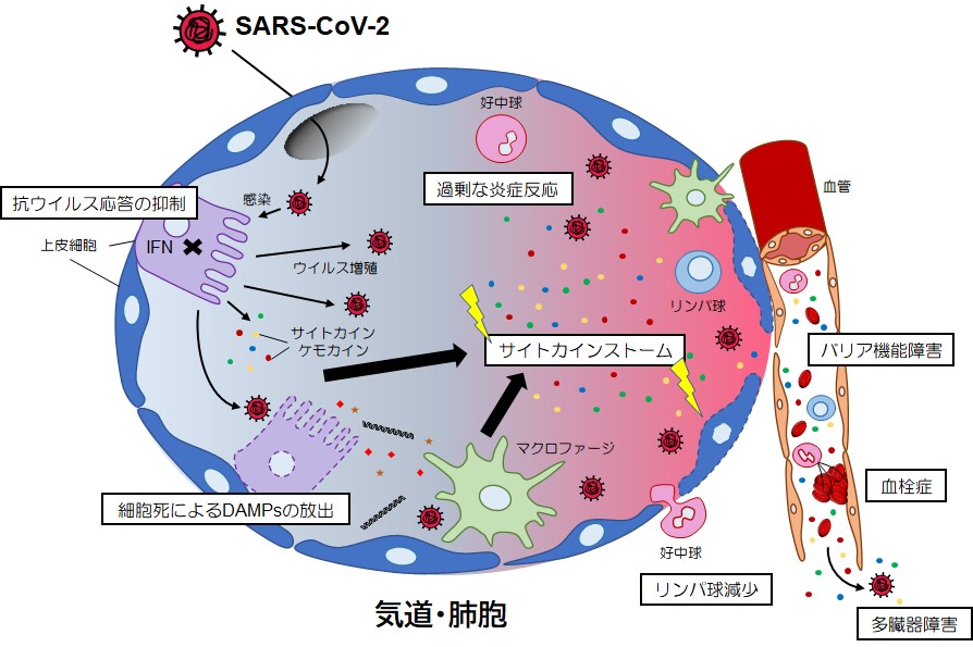 循環器科医のためのCOVID19超解説：第4回 新型コロナウイルスの感染と